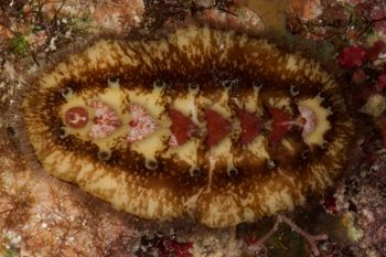 Media type: image;   Malacology 384364